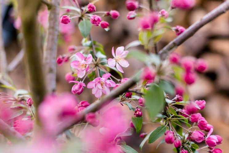 Mein Wohlfühlraum Blüten